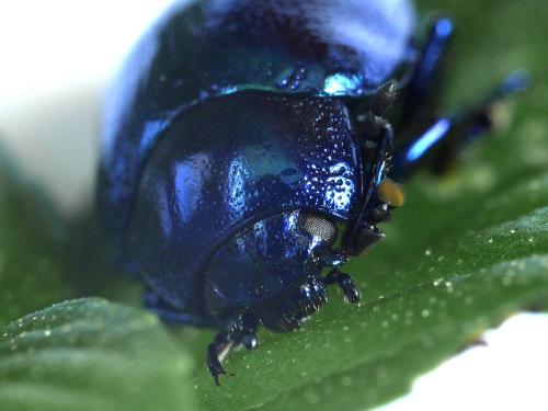 Chrysolina coerulans